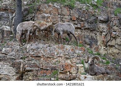 Female Stone Sheep Ovis Dalli Stonei Stock Photo 294757187 Shutterstock