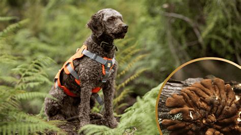 El primer conservacionista canino del mundo supera a científicos