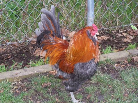 My Blue Wheaten Ameraucana Rooster Paul S Rare Poultry Pinterest Roosters And Blue