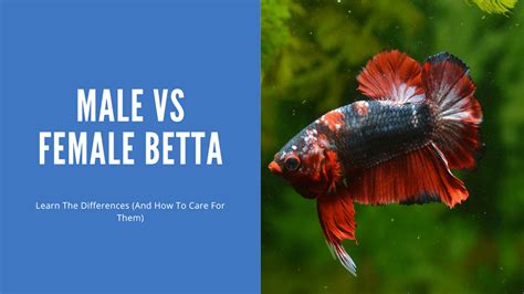 Can You Keep A Male And Female Betta Together All You Need To Know