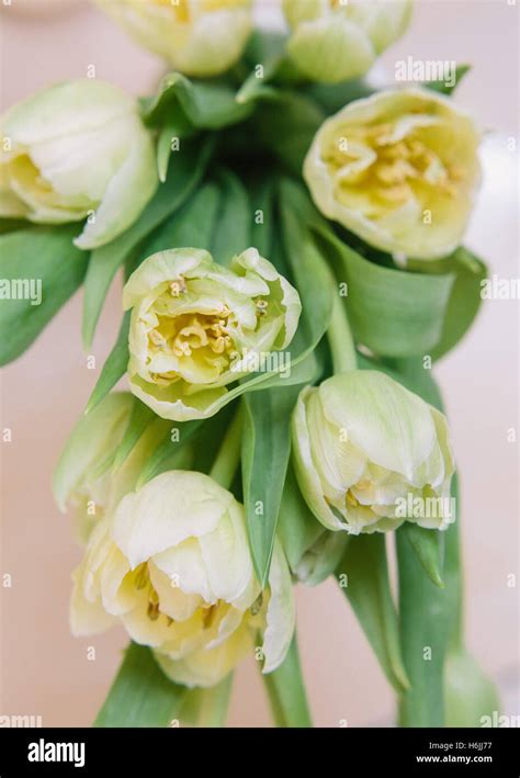 spring flowers. bouquet of tulips Stock Photo - Alamy