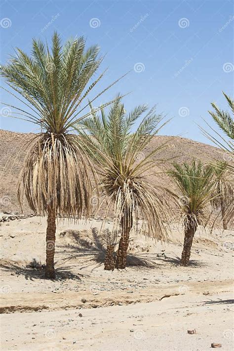 Date Palm Trees In A Desert Valley Stock Image Image Of Leaf Blue