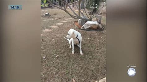 Donos Pedem Ajuda Para Encontrar Cachorro Desaparecido No Park Way