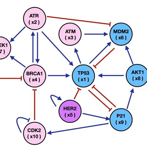 Gene Regulatory Network for Breast Cancer in which estrogens (pink) and ...