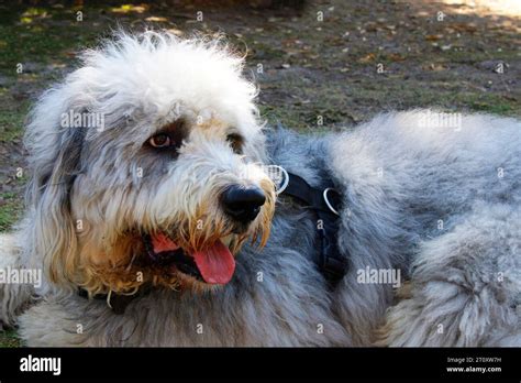 Old english sheep dog hi-res stock photography and images - Alamy