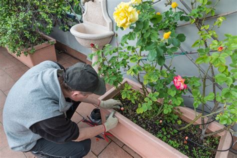 Rosal Trepador En Maceta Huerto En Casa