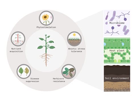 Schematic Overview Of Beneficial Functions Of The Plant Microbiome