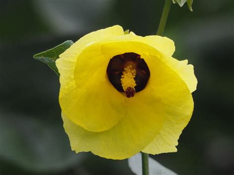 Algodoeiro Da Praia Hibiscus Tiliaceus Biodiversity All