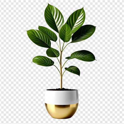 Premium PSD Monstera Plant In A Pot Png Isolated On Transparent