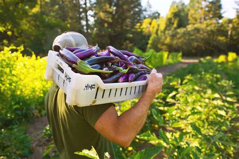 Post Harvest Handling Basics Tend