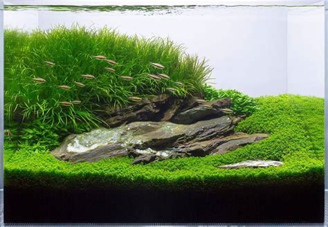 Timeline Photos Wabi Kusa Paludar Um Aquascaping Terrarium