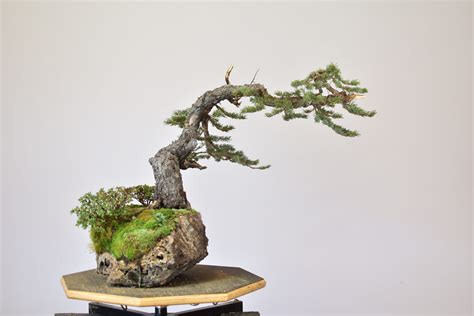 Bonsai-U | Colorado Blue Spruce - Eisei-en