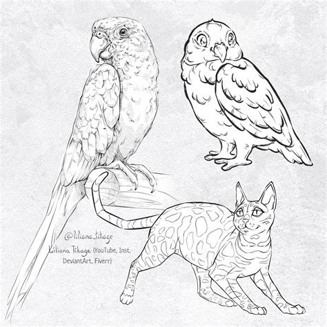 ArtStation - Animal sketches