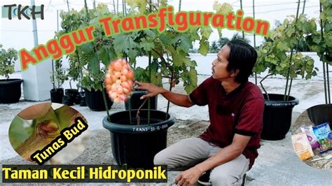 Anggur Import Varietas Transfiguration Part Sistem Trelis Melingkar