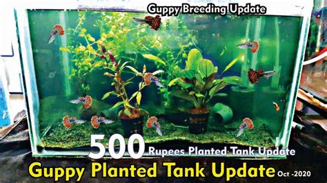 500 Rs Planted Aquarium Update Guppy Breeding Tank Update Guppy