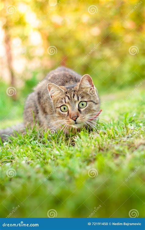 Cat Playing In Grass Stock Photo Image Of Kitten Active 72191450