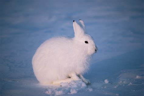 Arctic Hare wallpapers, Animal, HQ Arctic Hare pictures | 4K Wallpapers 2019