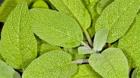 Salvia Officinalis proprietà curative benefici e coltivazione