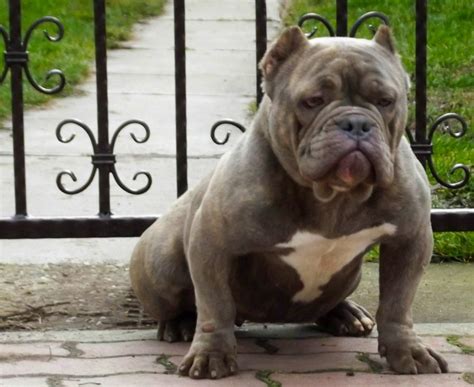 American Bully Dog Breed Information, Images, Characteristics, Health