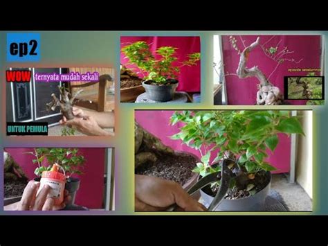 Proses Lanjutan Cara Membuat Bonsai Bougenville Mini Bonsai