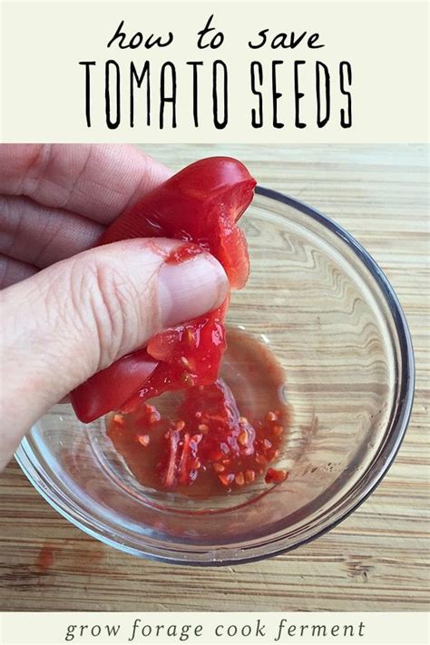 How To Save Tomato Seeds By Fermenting Saving Tomato Seeds Tomato