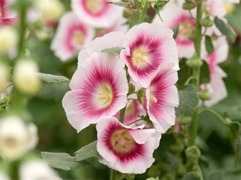 16 Different Varieties of Hollyhocks For Your Garden - AMERICAN GARDENER