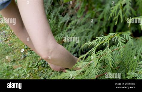 Pruning Thuja Stock Videos Footage HD And 4K Video Clips Alamy