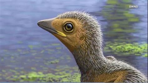 127 Million Year Old Fossil Sheds Light On The Evolution Of Birds