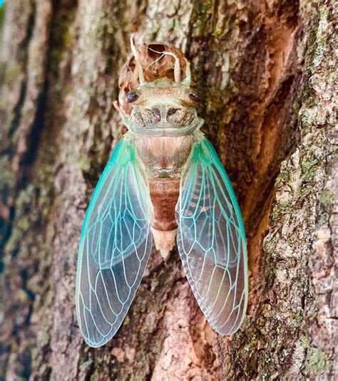 Fresh Cicada