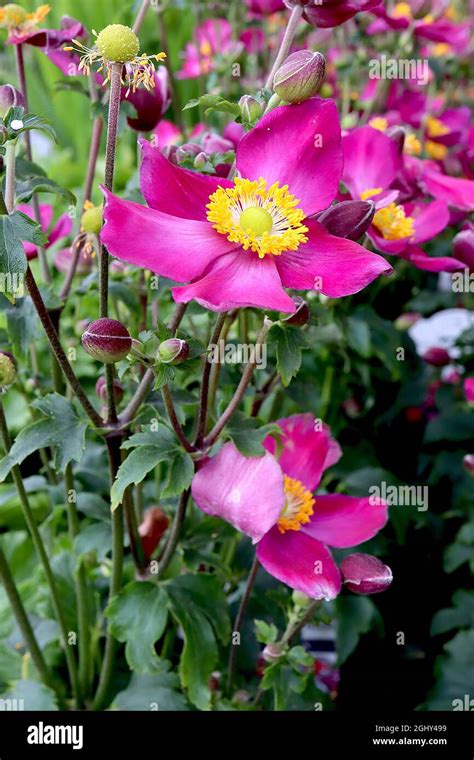 Anemone Hupehensis Var Japonica Fantasy Red Riding Hood Anemona