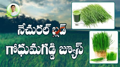 Wheatgrass Benefits Health Benefits Of Wheatgrass Juice Health Tips