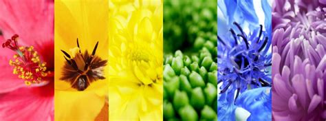 Flower Color Meanings And Symbolism 9 Popular Colors Explained Color