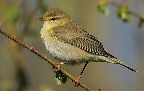 Einheimische Waldvögel Der Fitis Phylloscopus trochilus