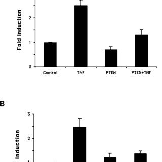 PTEN Negatively Regulates NF B Transactivation By TNF 293 A Or MCF 7