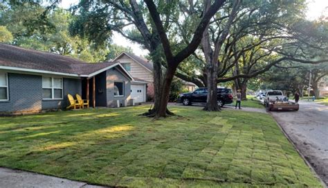 Shady Business Finding The Best Grass For Shade In Texas The Grass Store