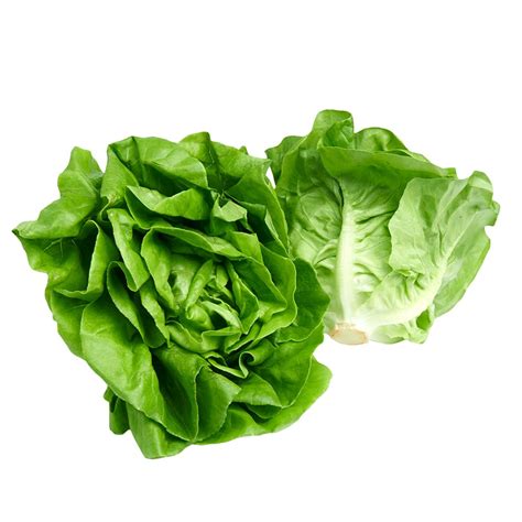 Lettuce – Adriana (Butterhead) | True Garden