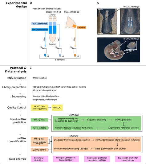 Experimental Design Protocol Overview And Data Analysis Workflow Download Scientific Diagram