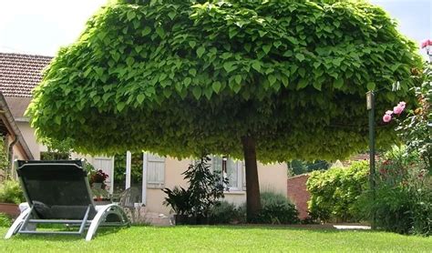 Quel Arbre Planter Devant Une Maison Idées Pour Aménager Un Jardin De