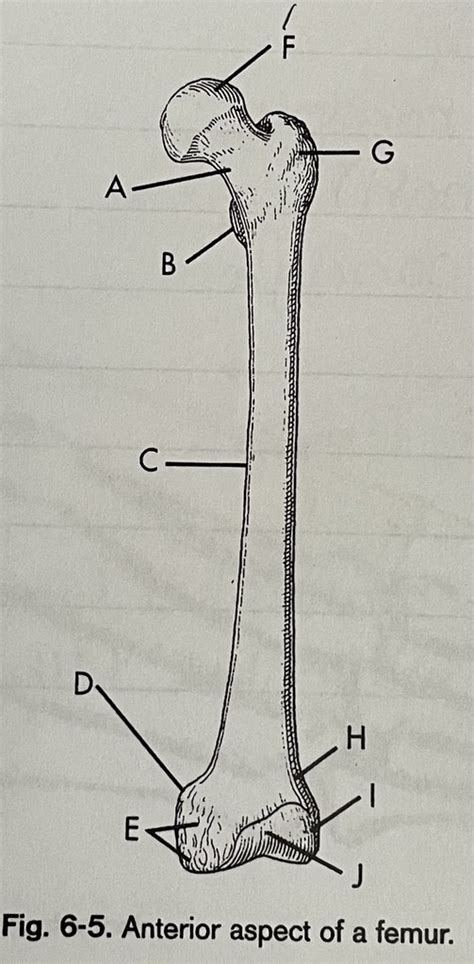 RT Anatomy Lowers Diagram Anterior Aspect Of A Femur Diagram Quizlet