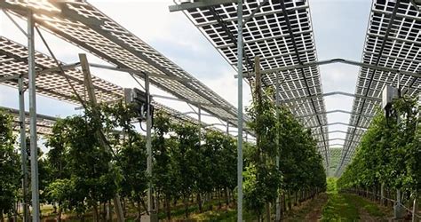 Agri Photovoltaik Grüner Strom vom Acker hat Potenzial Bündnis 90