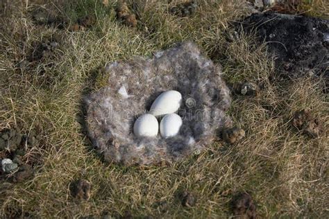 Beautiful Barnacle Goose Nest with Eggs