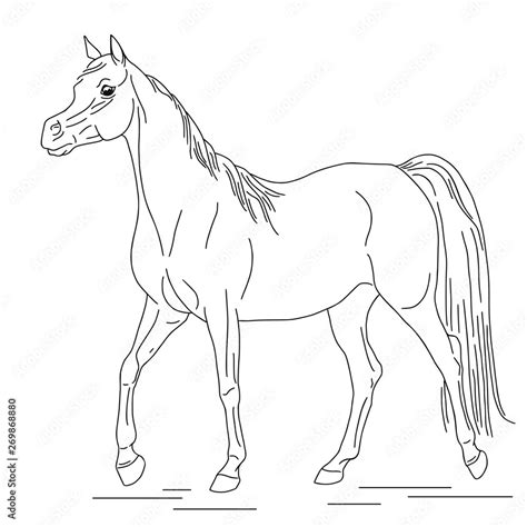 Linear drawing of a walking Arabian horse Stock Vector | Adobe Stock