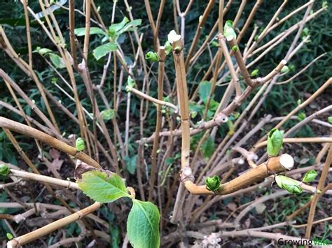 Hydrangeas in Winter Care: How to Winterize and Protect from Frost - Store