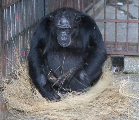 Reports On Support Orphaned And Wild Chimpanzees In Uganda Globalgiving