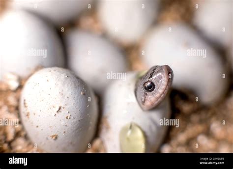 Eastern hognose snake hatching - Massachusetts Stock Photo - Alamy