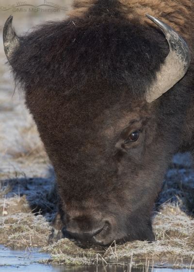 American Bison Images Mia Mcpherson S On The Wing Photography