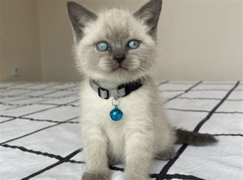 Bal Gibi British Shorthair Blue Point Yavru Petara Evcil Hayvan