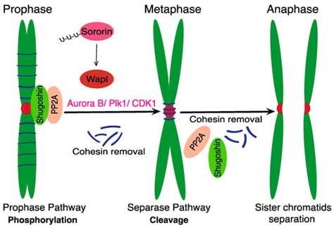 Separase And Roads To Disengage Sister Chromatids During Anaphase