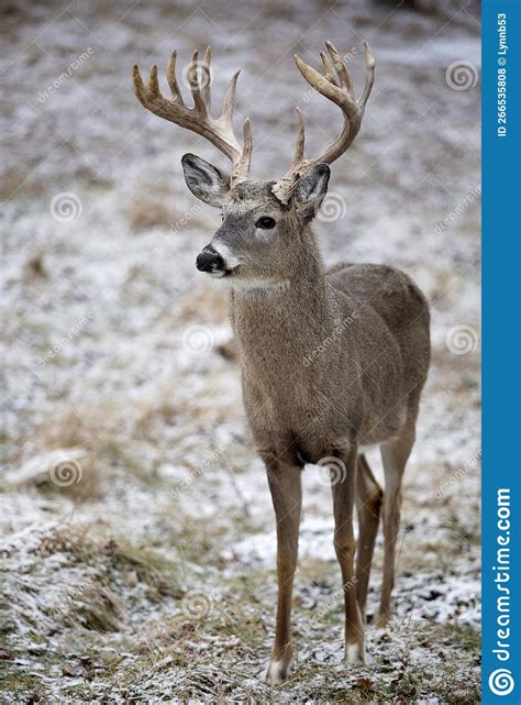 Whitetail Deer Buck Stock Photo Image Of Forest Trophy