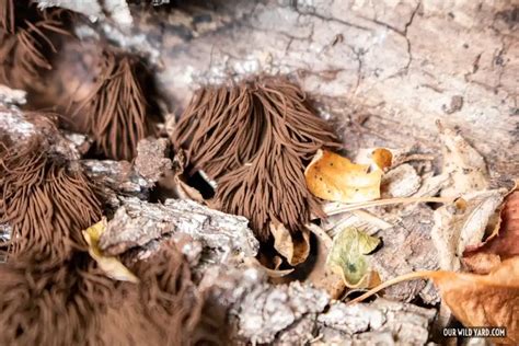 Chocolate Tube Slime Mold Stemonitis Splendens Our Wild Yard